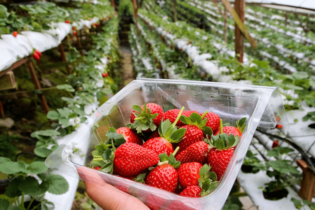 Strawberry Farm Cameron Highlands
