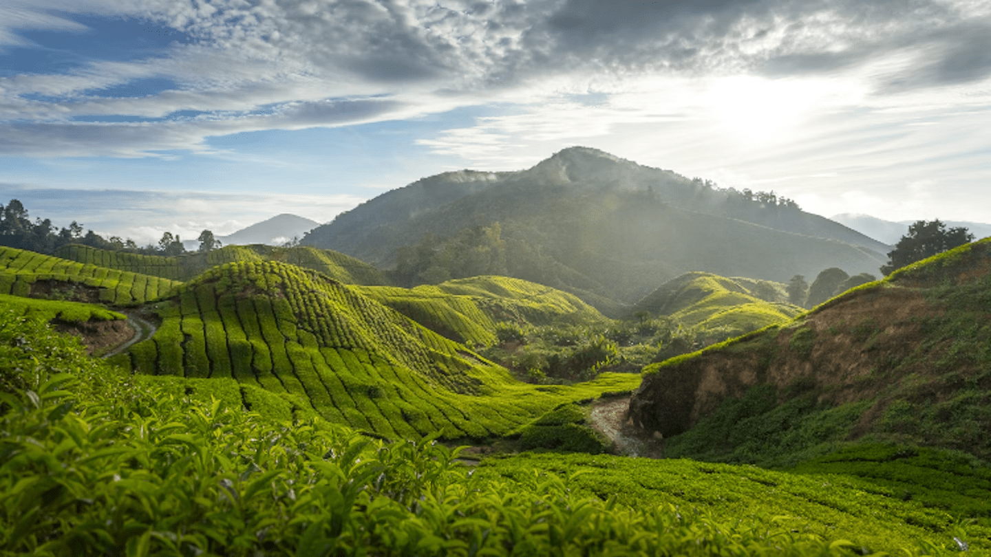 View Of Cameron Highlands