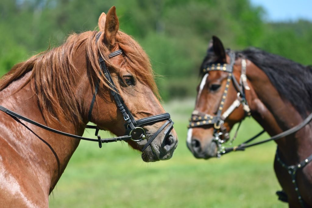 Two Horses at Awana Horse Ranch