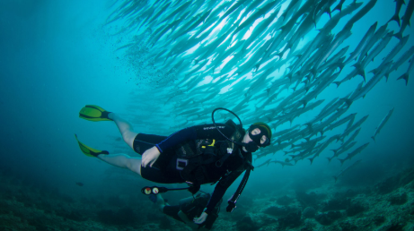 An underwater shot of a man diving with different species of fish