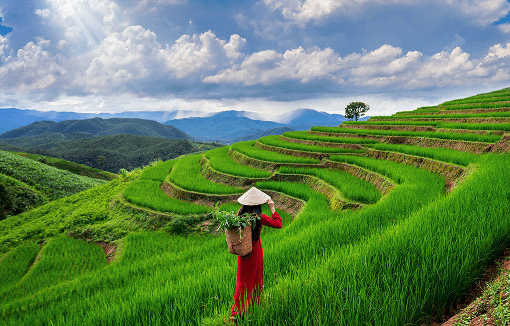 asian woman with traditional vietnamese ao dai red dress in rice field